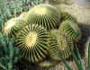cactus.jpg (234176 Byte)